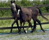 Jument poulini&egrave;re pleine pour 2026