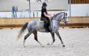 Cheval lusitanien de 8ans pp