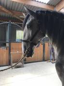 Cheval lusitanien de 8ans pp