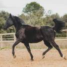 &Agrave; vendre tr&egrave;s belle jument 