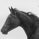 &Agrave; vendre tr&egrave;s belle jument 