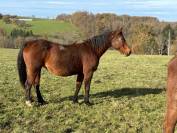 ✨&nbsp;Belle jument bai &agrave; vendre - 1 500e ✨