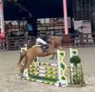 Hongre 4 ans &agrave; vendre 