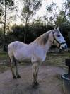 &Agrave; vendre &ndash; Cheval Lusitanien PP gris &ndash; 17 ans &ndash; 1m55