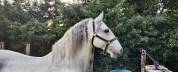 &Agrave; vendre &ndash; Cheval Lusitanien PP gris &ndash; 17 ans &ndash; 1m55