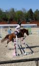 Poney D 11ans ideal famille et concours