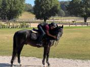 Stallion Other Pony Breed For sale 2008 Other color