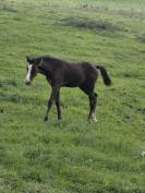 Magnifique poulain