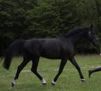 Cheval ma&icirc;tre d&rsquo;&eacute;cole 