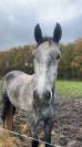 Jument de 5 ans par EKANO DKS