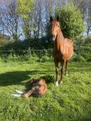 Jument poulini&egrave;re 