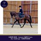 Cavalla AQPS In vendita 2021 Baio