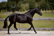 Magnifique jument poulini&egrave;re PRE apta