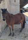 Poney B &agrave; vendre 