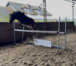 Poney B &agrave; vendre 