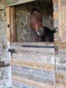 Belle et grande jument