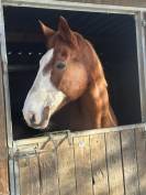 &Agrave; vendre jument SF plein papier de 18 ans 