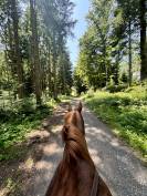 Pension en boxe &Eacute;curie ind&eacute;pendante  Mont-sur-Lausanne