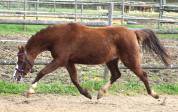 Mare Welsh Pony (Section B) For sale 2021 Liver chestnut