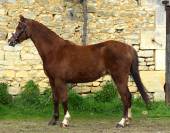 Mare Welsh Pony (Section B) For sale 2021 Liver chestnut