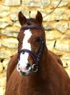 Mare Welsh Pony (Section B) For sale 2021 Liver chestnut
