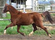 Mare Welsh Pony (Section B) For sale 2021 Liver chestnut