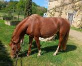 Welsh pony pp, jument import&eacute;e,suit&eacute;e, alezane 