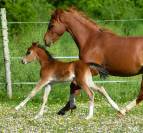 Welsh pony pp, jument import&eacute;e,suit&eacute;e, alezane 