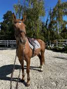 &Agrave; vendre super hongre de 8 ans 