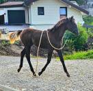 Jument Barbe, chic, polyvante, sport et loisir