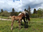 Jument Barbe, chic, polyvante, sport et loisir