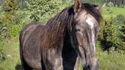 Jument Barbe, chic, polyvante, sport et loisir