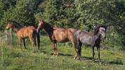 Jument Barbe, chic, polyvante, sport et loisir