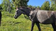 Jument Barbe, chic, polyvante, sport et loisir