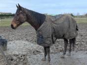 Pur sang r&eacute;form&eacute; (jamais couru) de 5 ans