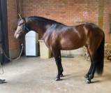 Jeune cheval avec une premi&egrave;re exp&eacute;rience en concours.