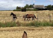 Propri&eacute;t&eacute; &eacute;questre &agrave; 30' de Tours