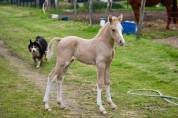 Poulain Welsh part bred palomino +Dw