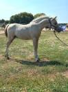 Poulain Welsh part bred palomino +Dw