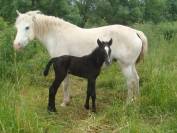 Pouliche PP connemara de 2 ans