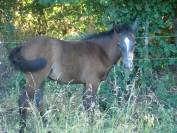 Pouliche PP connemara de 2 ans