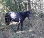 Pouliche PP connemara de 2 ans