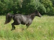 Pouliche PP connemara de 2 ans