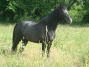 Pouliche PP connemara de 2 ans