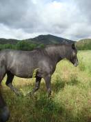 Pouliche PP connemara de 2 ans
