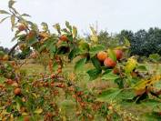 propri&eacute;t&eacute; seul tenant 29HA d&eacute;ale pour &eacute;levage chevaux ,