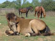 Poulain welsh part bred