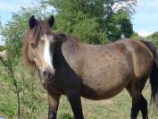 Poulain welsh part bred