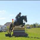 Hongre 17 ans polyvalent