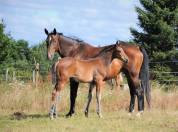 Recherche Cavalier - Installation au sein d&rsquo;une structu